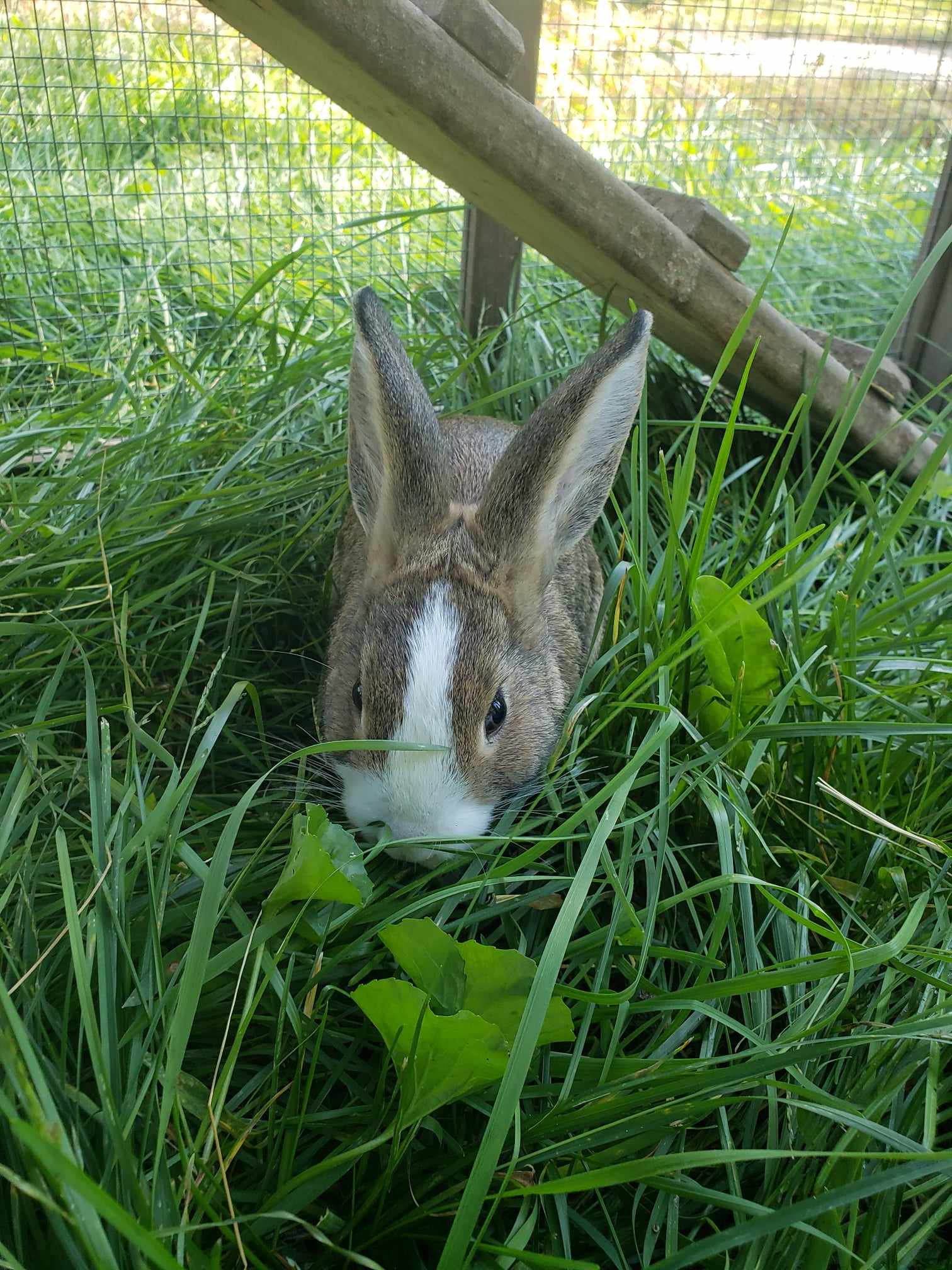 Agouti vs. Self: Cracking the Code of the A/a Gene in Rabbit Coat ...