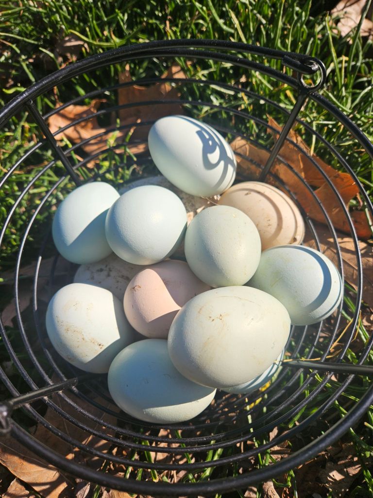 20240223_1516361492084617573010199