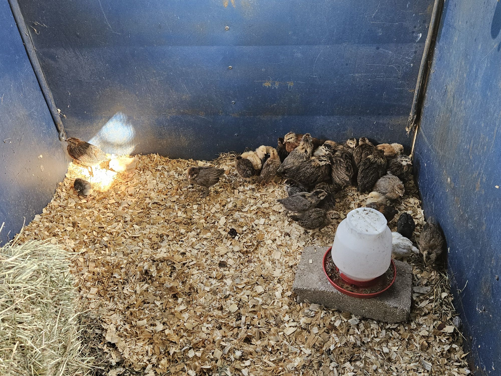 Raising Chicks in the Brooder: Our Step-by-Step Process at Huckleberry ...