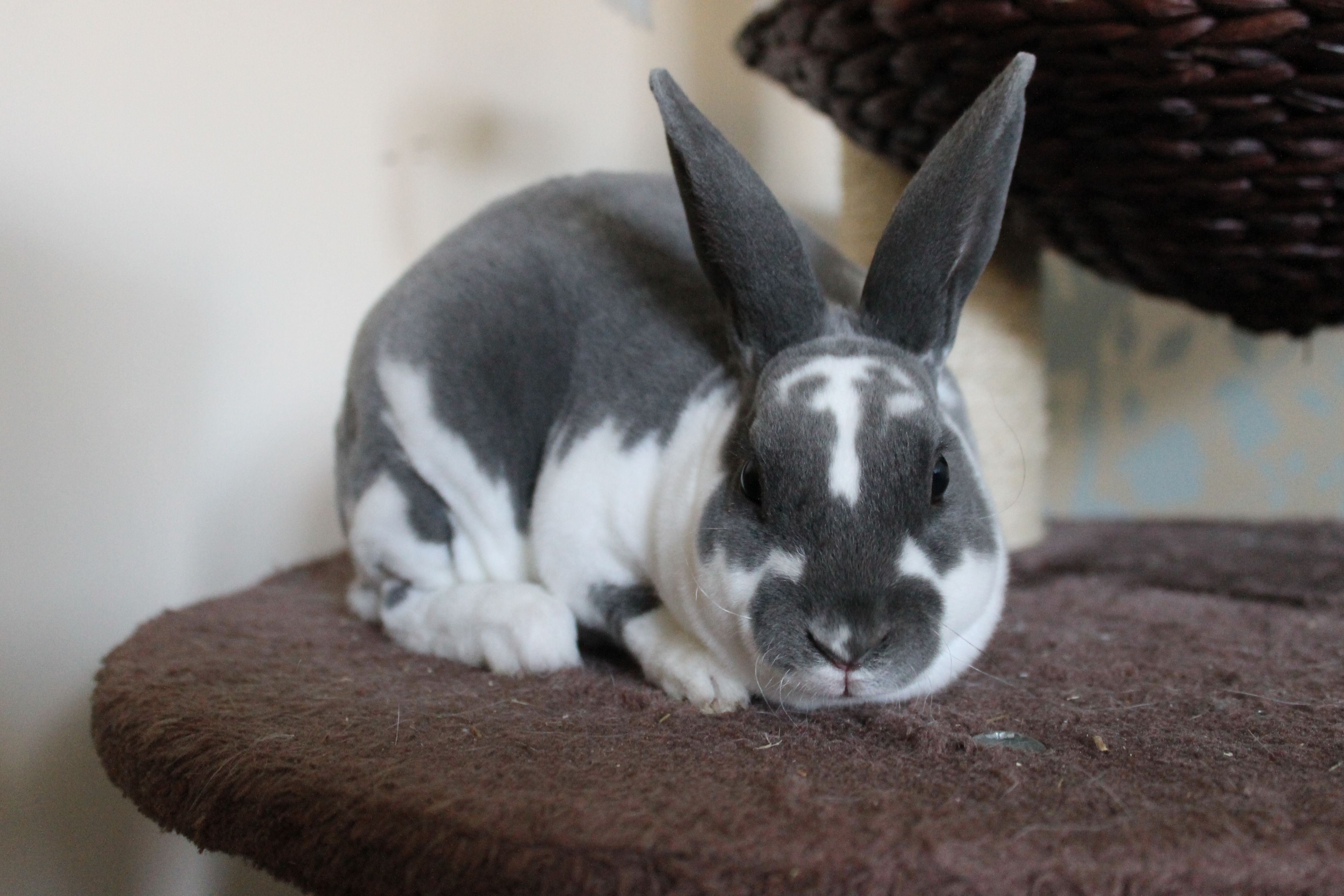 Dilution in Rabbits: Understanding the D/d Gene and Its Effect on Color ...